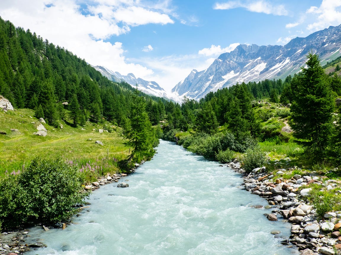 Kostenloses Stock Foto zu blühen, blumen, blumenanzeige